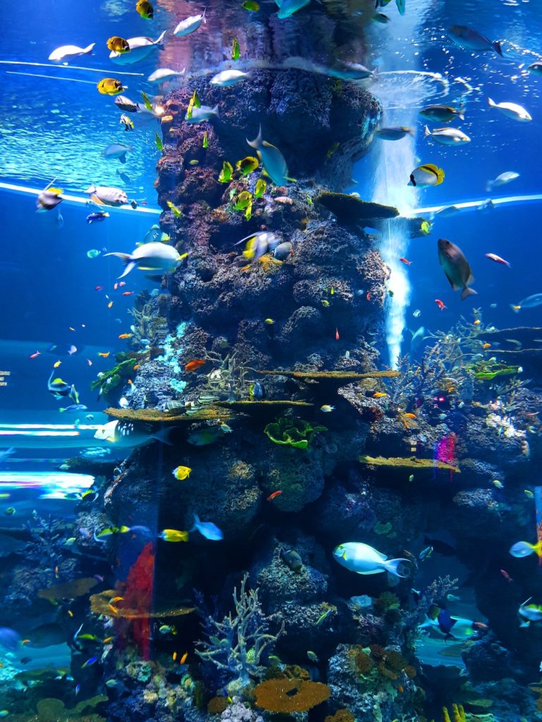 Museums Aquariums Live Stream